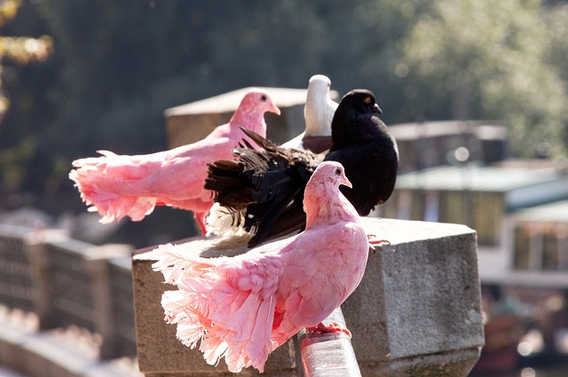 而其中一个 而其中一个