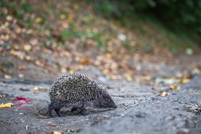 应正是曼城 应正是曼城